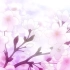 【海天黄哆酱】桜の木になろう Acoustic Ver. 转暖了，毕业季了！