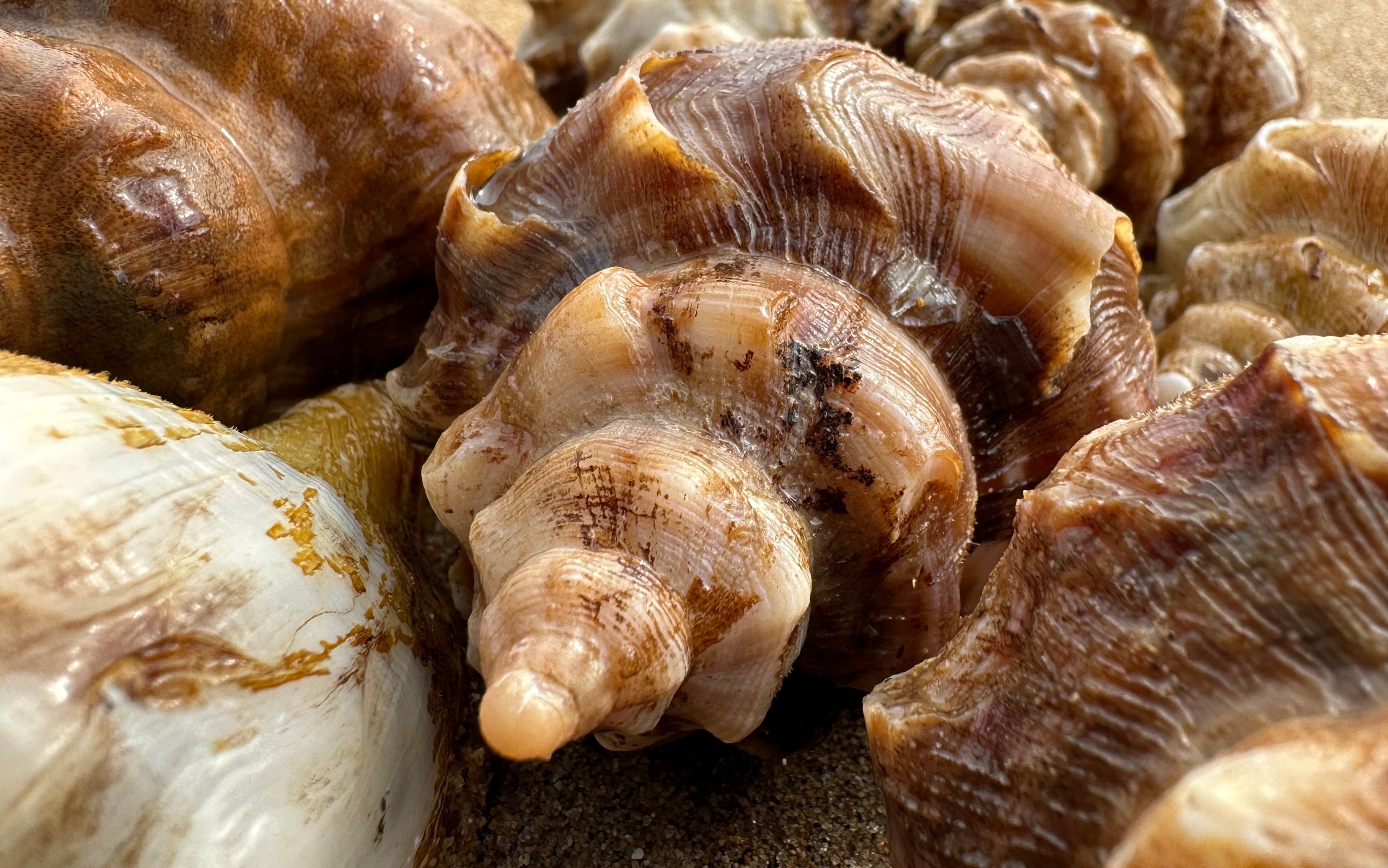 海里10种常吃的螺类，你吃过几种？小海鲜更鲜美，附：价格和吃法_海螺_食用_钉螺