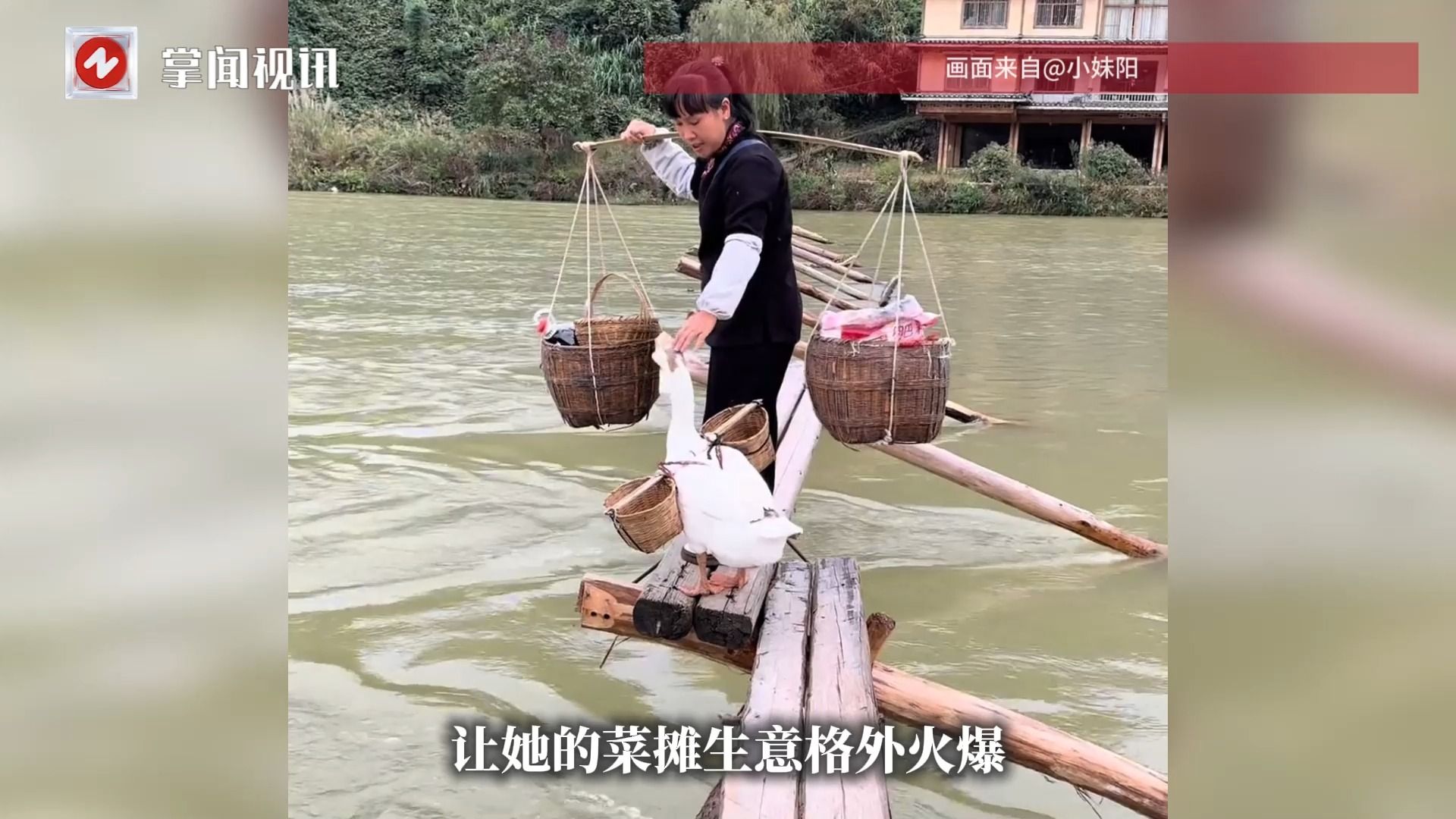 贵州大白鹅跟着主人卖菜火了，会过马路还会守摊收款！网友直呼“太有灵性”