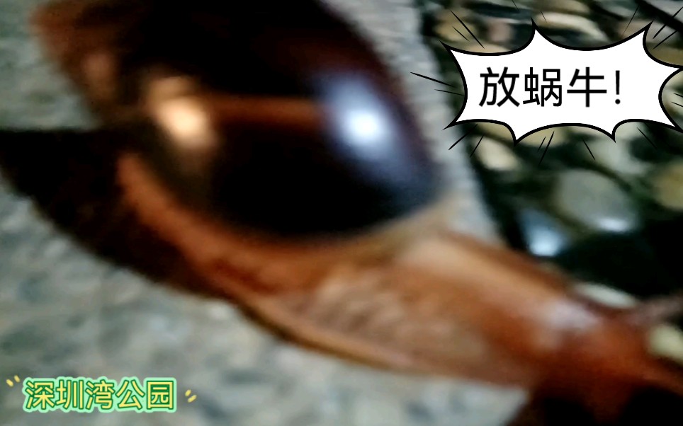 鬼鬼在深圳湾溜蜗牛～