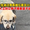 女生路过香蕉摊位看见小狗，主人立刻让狗子提着篮子出击，网友：这么热情 必须给它面子