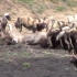 野狗群围猎怀孕的母羚羊