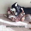 比藏獒更凶猛的比特犬，这回跟野猪打起来，猪狗大战谁会赢