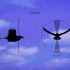 鸟类飞行动画参考素材