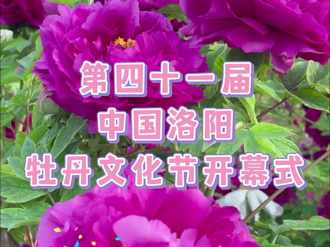 第四十一届中国洛阳牡丹文化节开幕式就在今天！