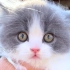 带你们逛一下全国最大的宠物猫市场，顺便帮广州的粉丝淘一只英短蓝猫。