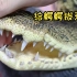 小鳄鱼换牙失败，一个牙洞长了3颗牙，拔牙差点把小鳄鱼痛晕