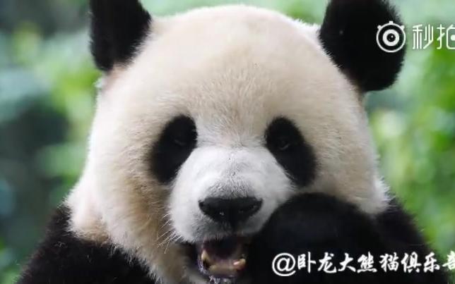 【大熊猫】漂亮的汉媛宝宝吃播（6.27）