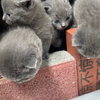 蓝猫幼崽，世界上怎么会有这么可爱的小东西