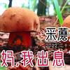 在风景如画的山谷里采蘑菇，运气爆棚，采到了超漂亮的见手青
