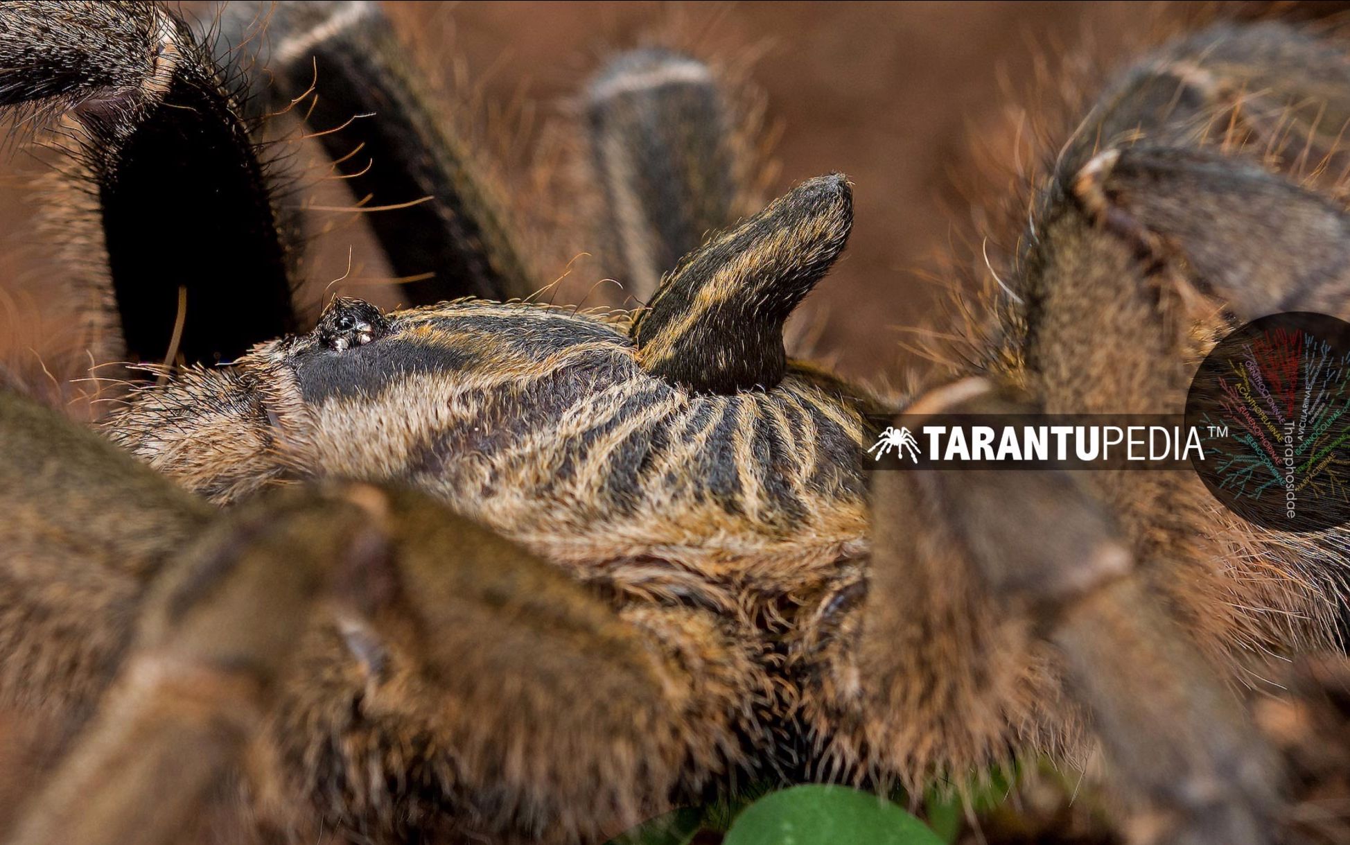 (搬运)a beautiful adult female tarantula with the