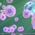 【精选生物动画】免疫反应与自身免疫病发生原理(公众号：生物全解)