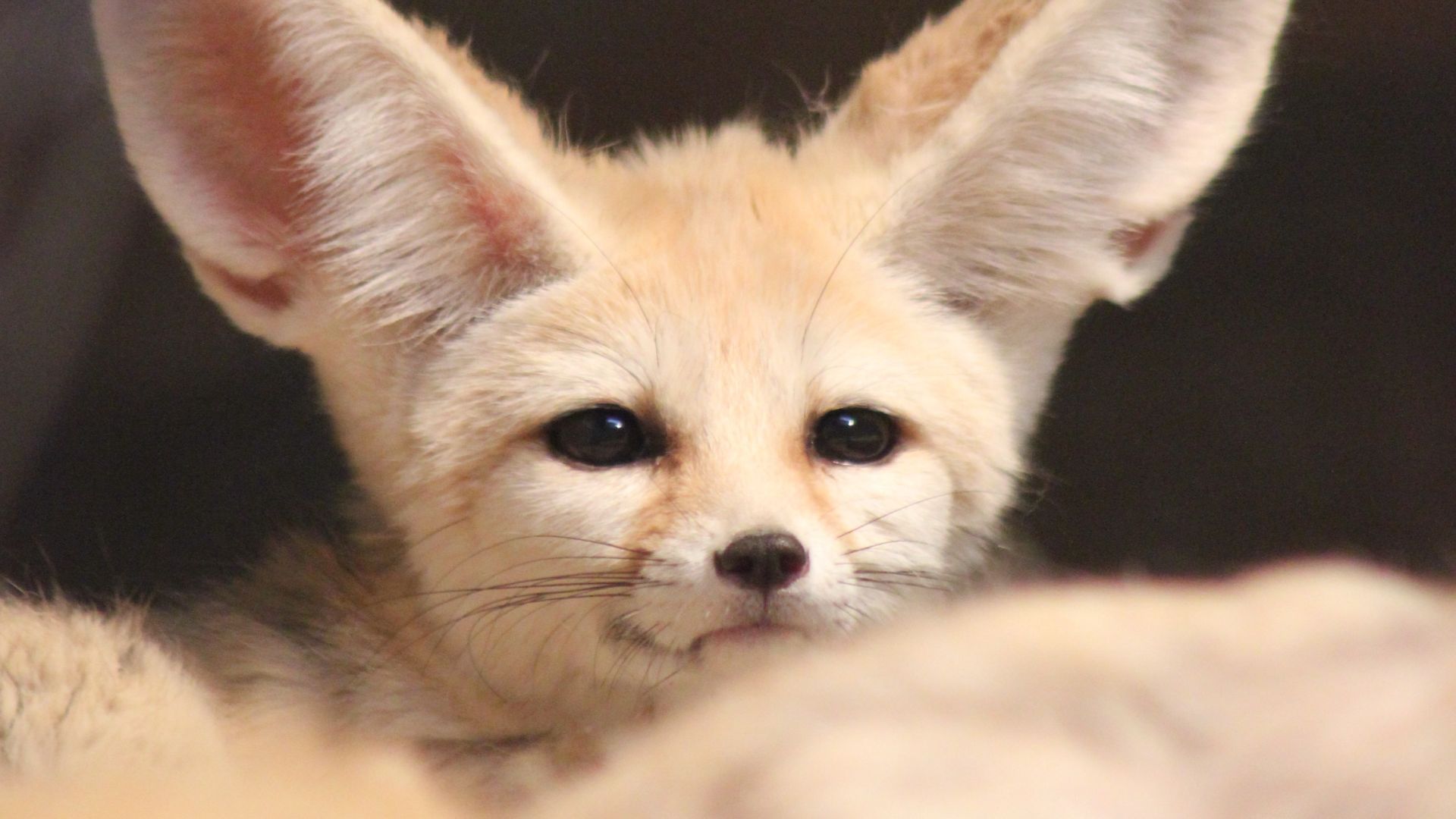 "邻居屯粮，我屯邻居"