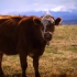牛奶乳业 奶牛牧场 现代畜牧 科技生态养殖