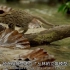 BBC 记录片【大猫】 世界上最小的热带雨林锈斑豹猫