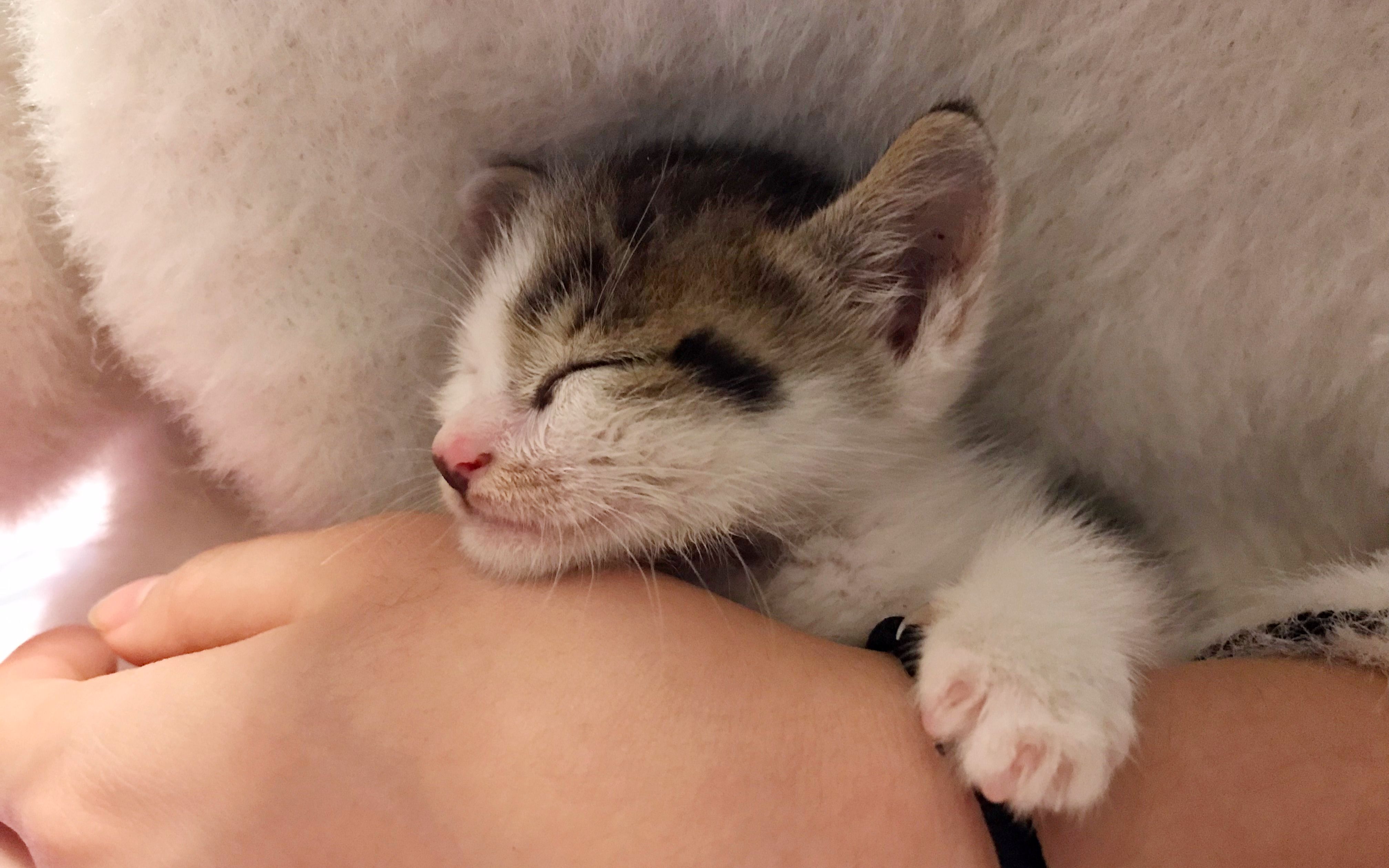 【要被萌化了】小奶猫吃手手 用或其他应用扫描二维码 点赞 刚喂完奶