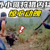 国外小哥赤手空拳生擒野猪，野猪拼命反抗，真是太强悍了