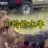 可怜的水牛，刚生完小牛就被狮群分尸