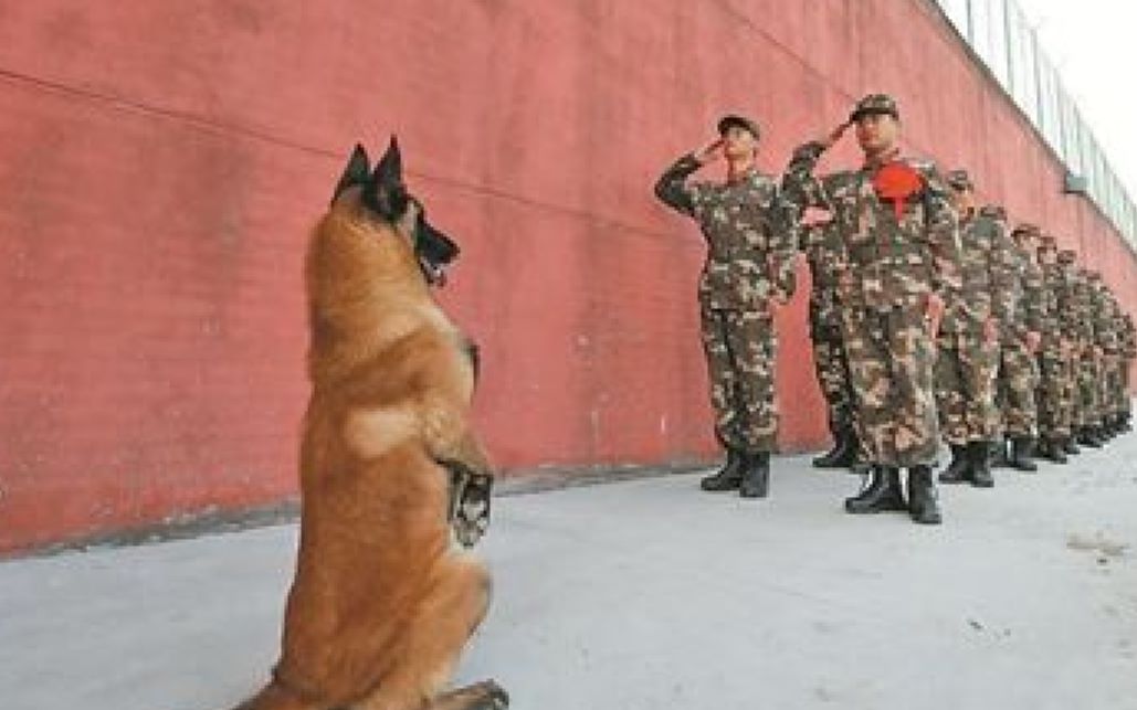 军犬明星：丝毫不逊于德牧！堪称中国的神话犬！