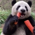 熊猫吃东西，看得我也饿了