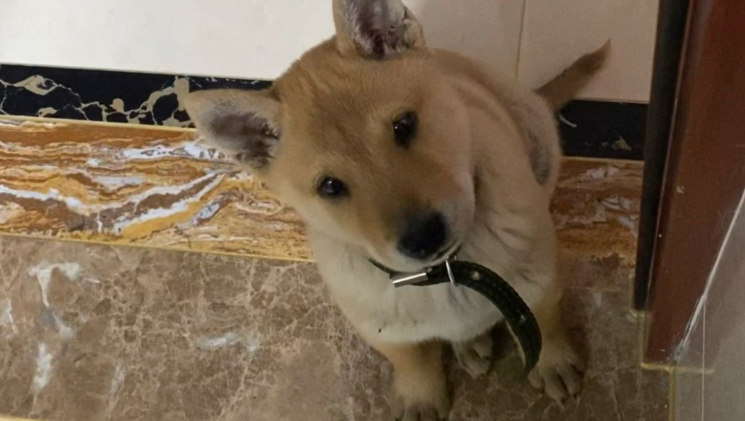 嚣士小时候
