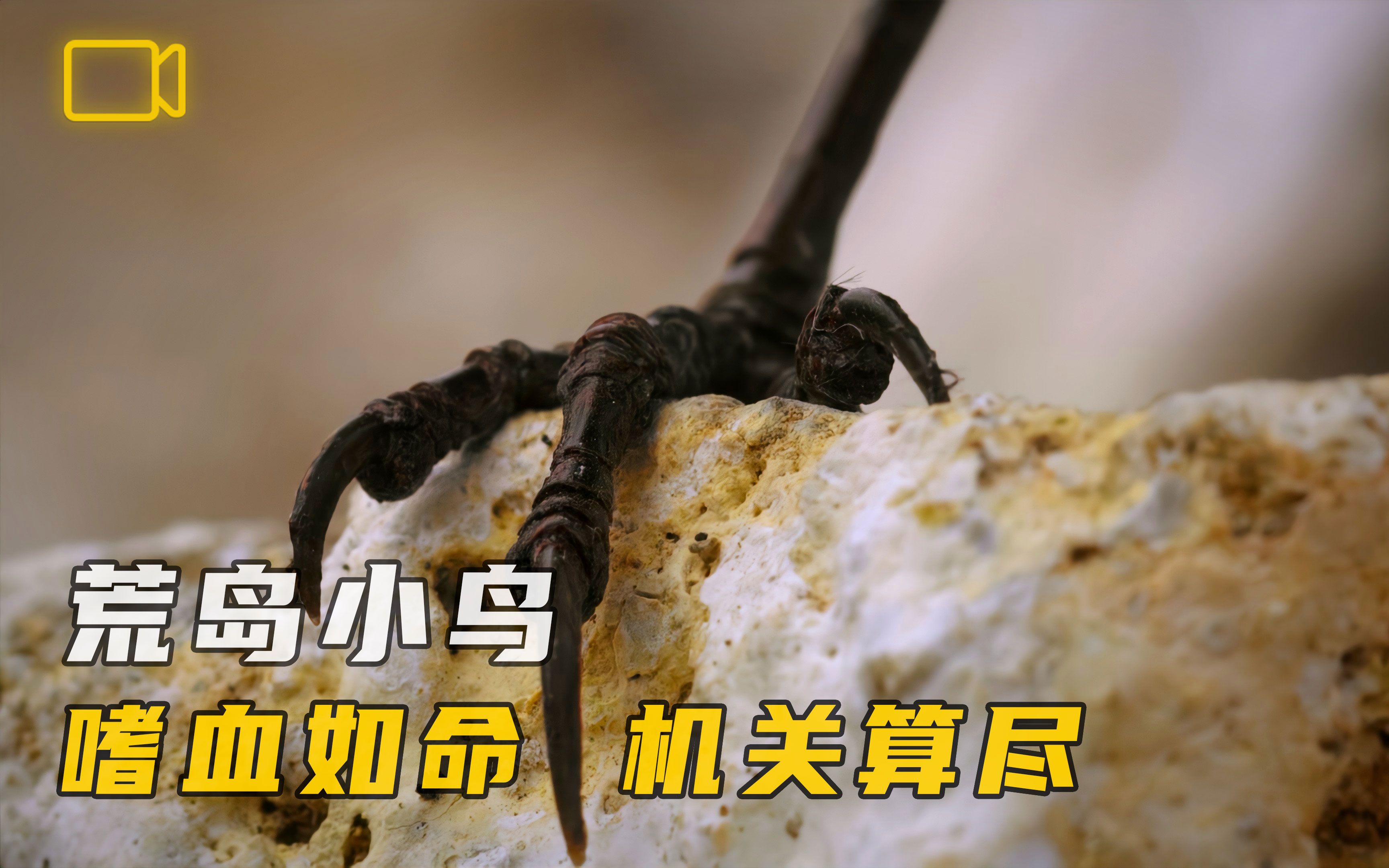 暴力小鸟：看似人畜无害，实则嗜血如命