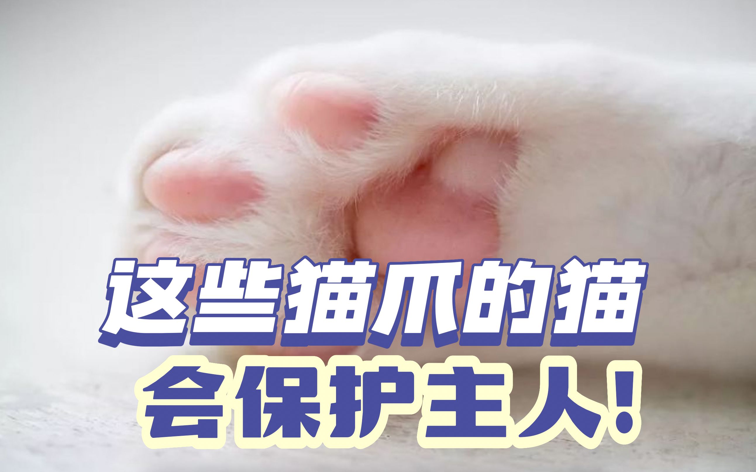 从肉垫形状看出猫的性格哔哩哔哩bilibili