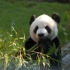 讲述中国故事，传递文化友谊——大熊猫在孟菲斯动物园的奇妙旅程