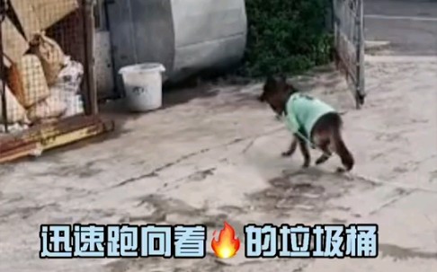 退役警犬教科书式灭火