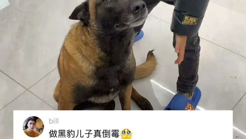黑豹一直挖坑是想干嘛……