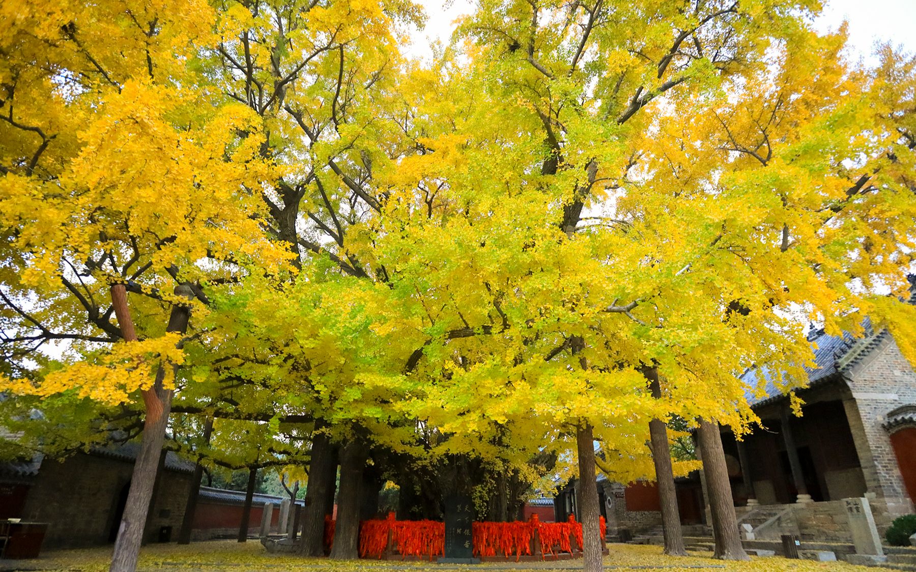 4000年银杏树——天下银杏第一树，你见过吗