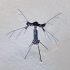 世界最小无人机，蜜蜂大小，无需外部电源就能自主飞行