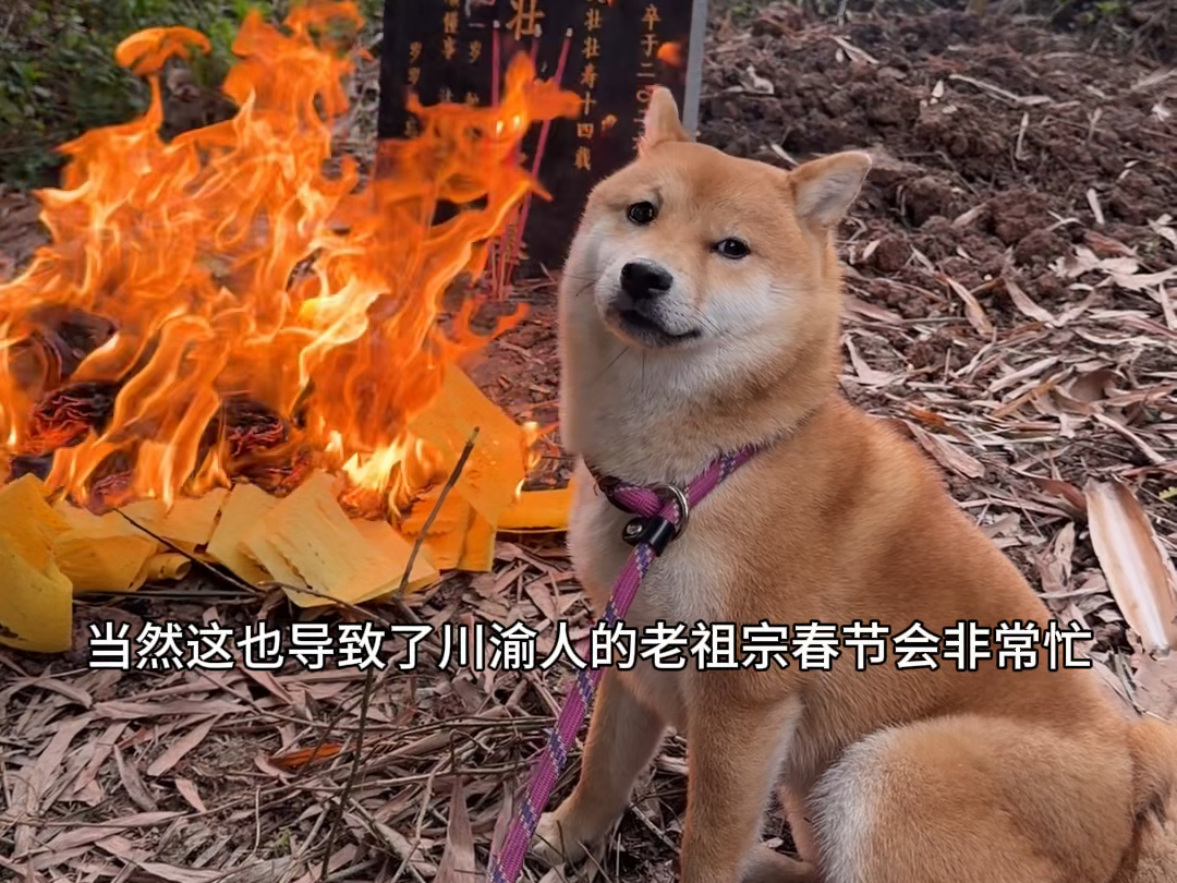 在重庆狗都是要去上坟的