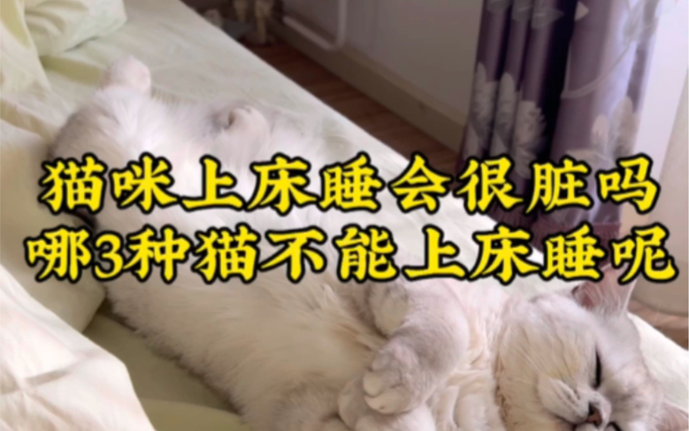 猫咪上床睡会很脏吗？哪三种猫不能上床呢？