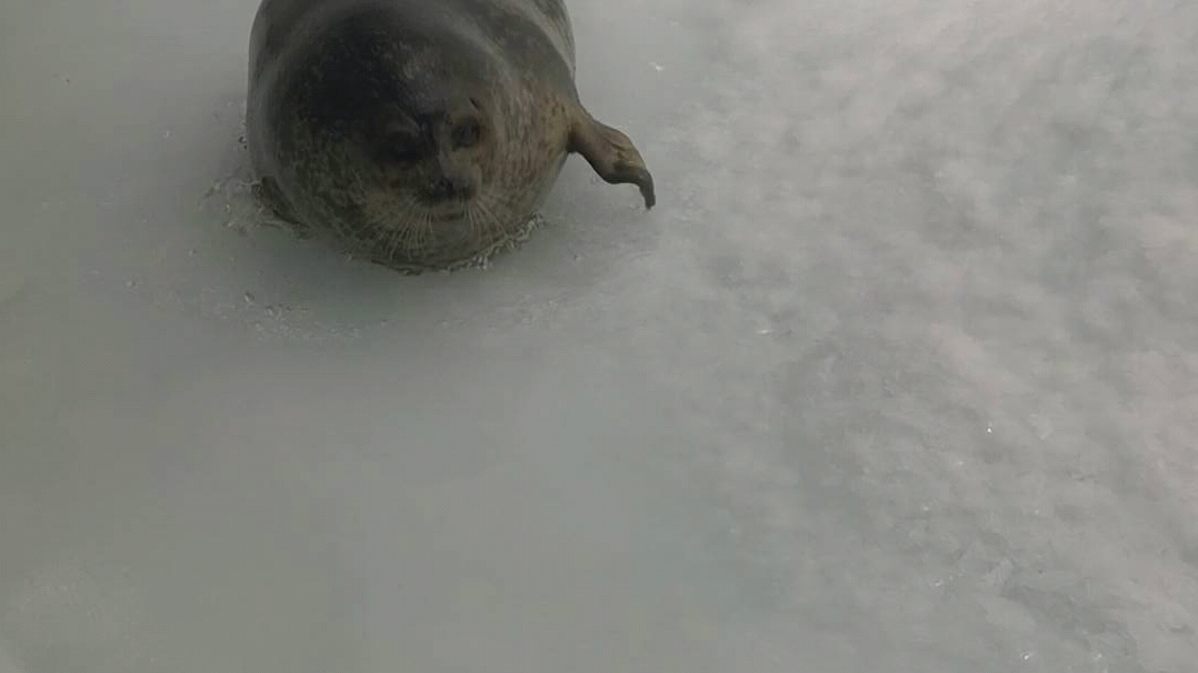 大阪水族馆 海豹刨雪 哔哩哔哩 つロ干杯 Bilibili