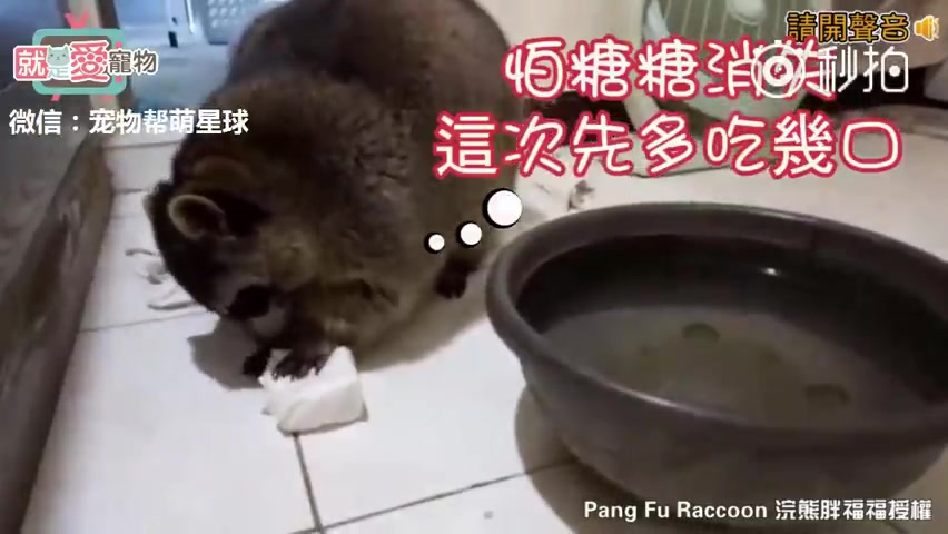 【法国猫片】偷猫粮的干脆面 @柚子木字幕组_动物圈