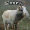 濒临灭绝的神秘动物