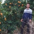 华农兄弟：参观一下5000亩的赣南脐橙产业园，再找兄弟要一点点脐橙送粉丝