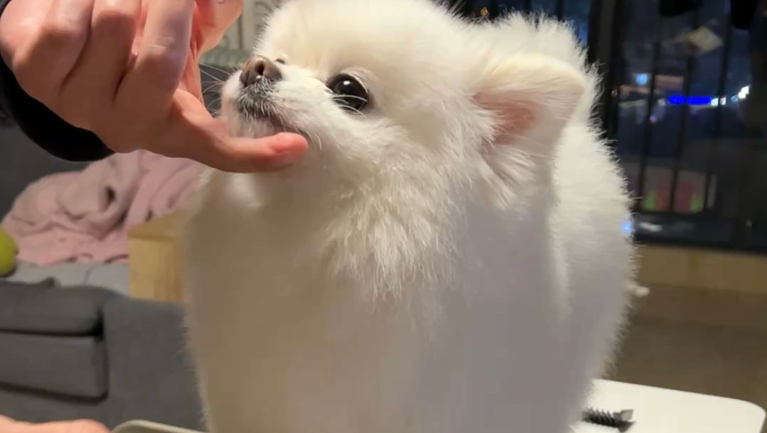 狗届刘亦菲~