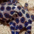 【精彩片段】漂亮的蓝环章鱼，却也是名符其实的螃蟹杀手！