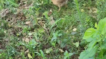 小鸡 草坪散步 有药 但它自己好像好了