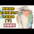 肩袖损伤 肌肉讲解（十三）非急性期治疗之代偿肌肉（下）