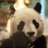 【大熊猫喜乐】摸喜乐大脸！捏喜乐朵朵！