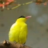 自然之声——超治愈的黄鹂鸟叫声