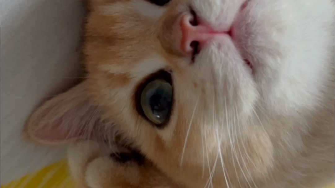 我的小猫咪