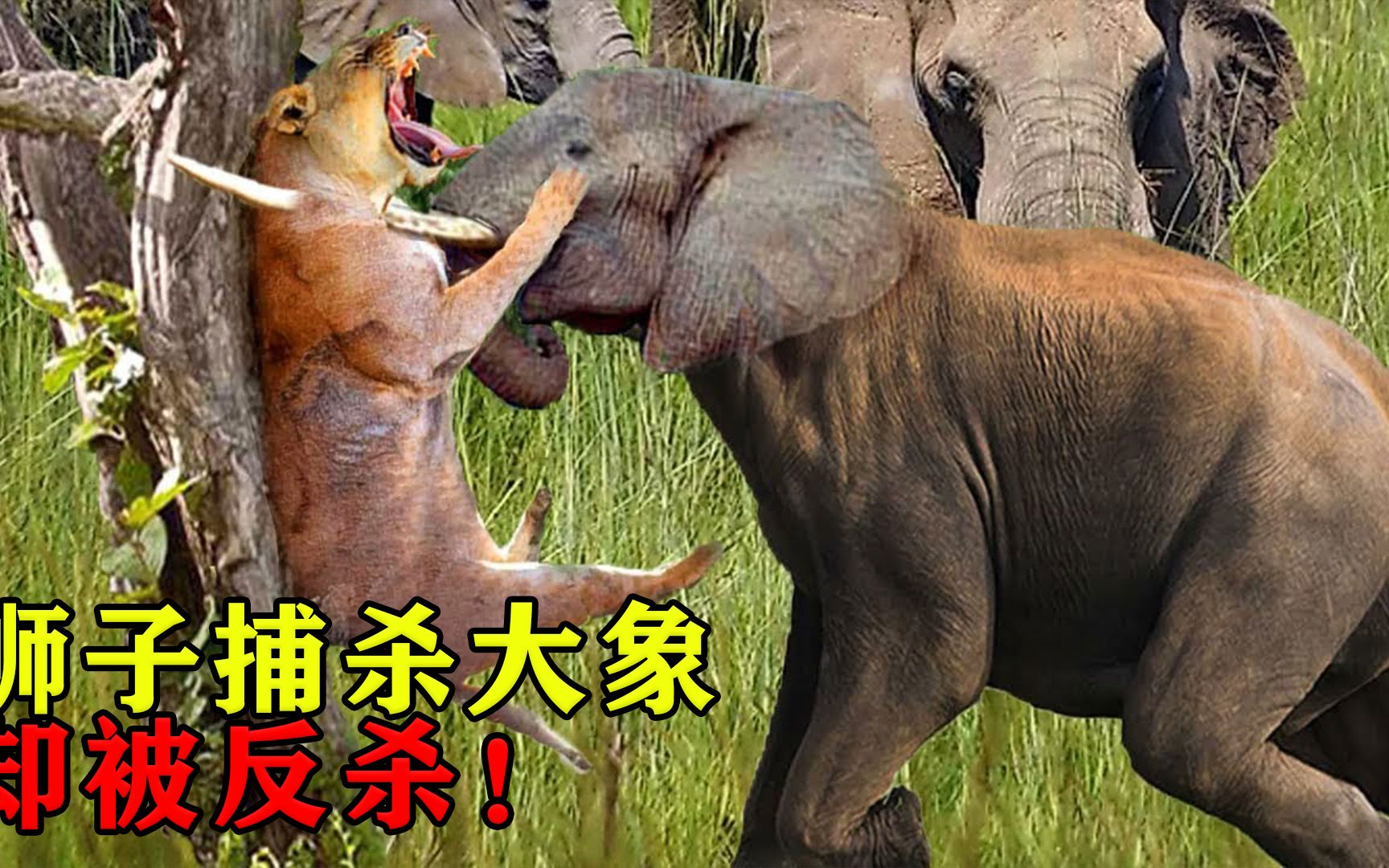 狮子想吃大象肉，一把抓住大象脸，谁料下一秒被象牙“猛戳”！