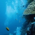 风景素材   视频素材  海底世界