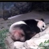 【大熊猫】美香蜷缩成一团睡觉