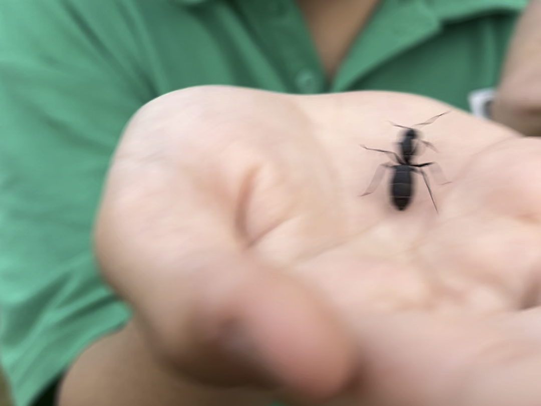 第一次见这么大的蚂蚁