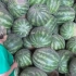 20吨的大西瓜！一起来参观泰加的食物基地吧
